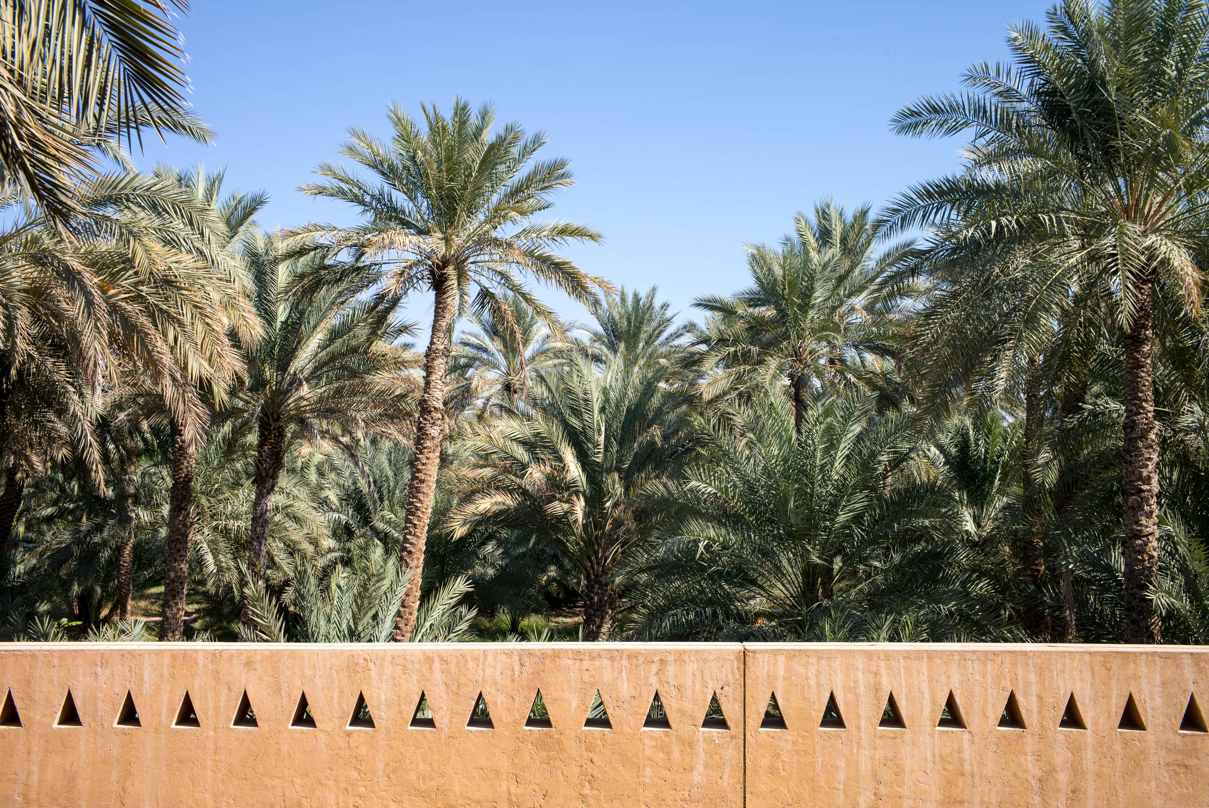 Al Ain, UAE • 1/350 • f/8.0 • 35mm • Leica M240