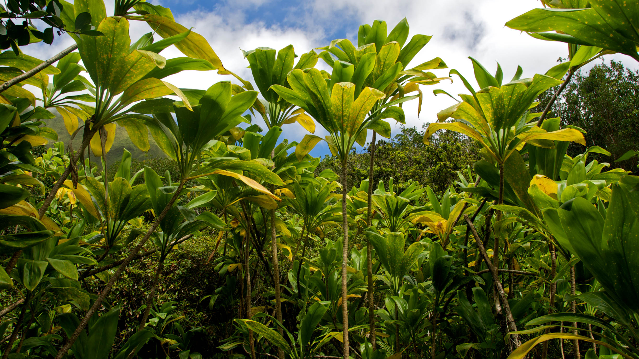 Maui, USA • 1/250 · f/8 · 27mm eq. • Nikon D200